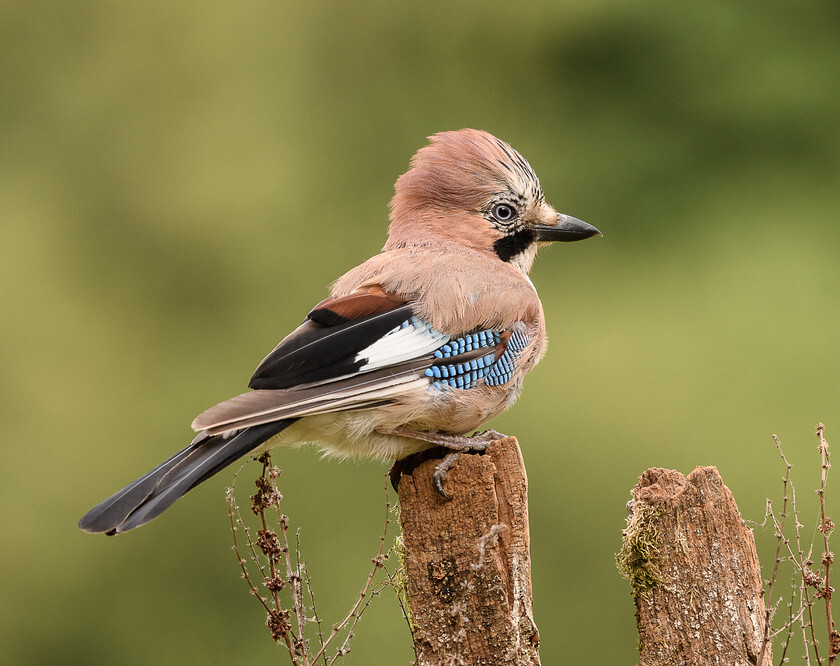 Blue Jay DSC 1420 
 Blue Jay 
 Keywords: blue jay, bird, british wildlife, GD Images, fine art, perch, soft background, profile, wildlife photography