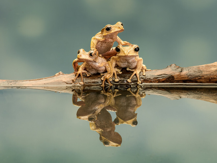 Borneo Eared Frogs DSC 4793 
 Borneo Eared Frogs - Tag Team 
 Keywords: Borneo Eared Frogs, Tag Team, friends, amphibian, wildlife, frog, fine art, trio, three, stack, sky background, GDImages, Wildlife