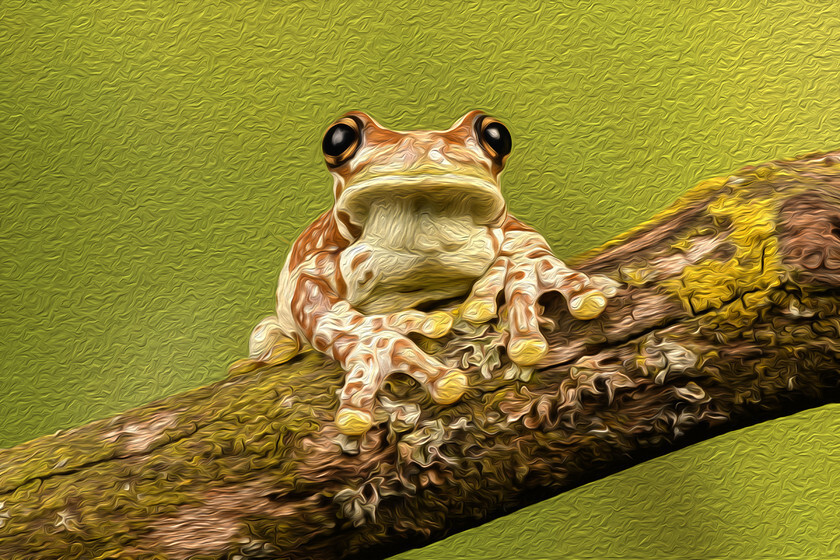 Amazon Milk Frog - Photo Art - Textured 
 Amazon Milk Frog 
 Keywords: DSC_4649.jpg Amazon Milk Frog photo art textured single animal big eyes branch GD Images